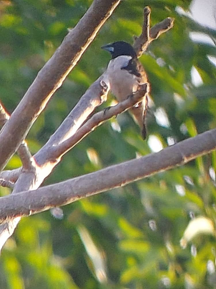 One Week Birding Ittenary for the Gambia