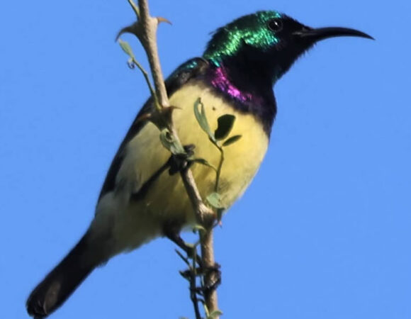 Variable Sunbird