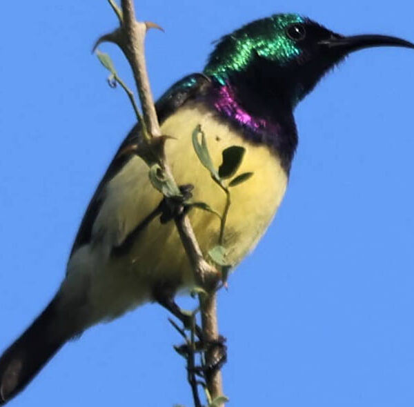 Variable Sunbird