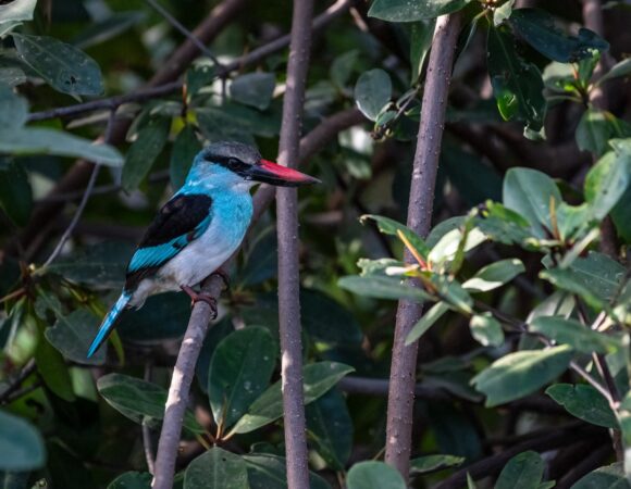 Blue Breasted Kingfisher