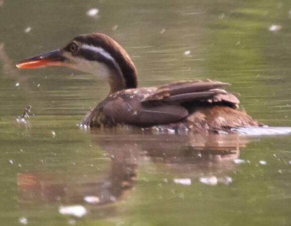 African Finfoot