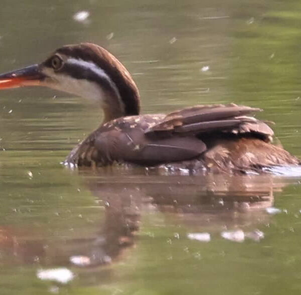 African Finfoot