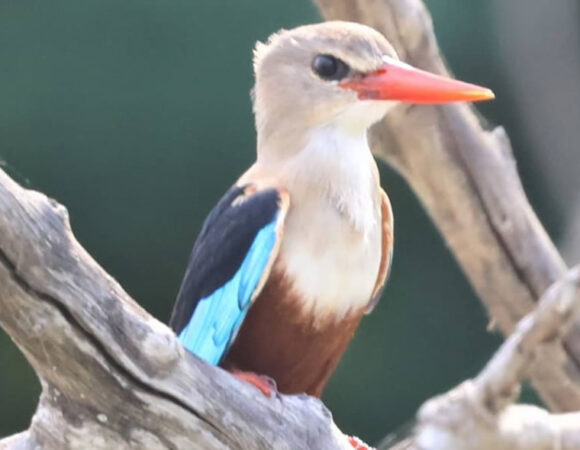 Grey Headed Kingfisher