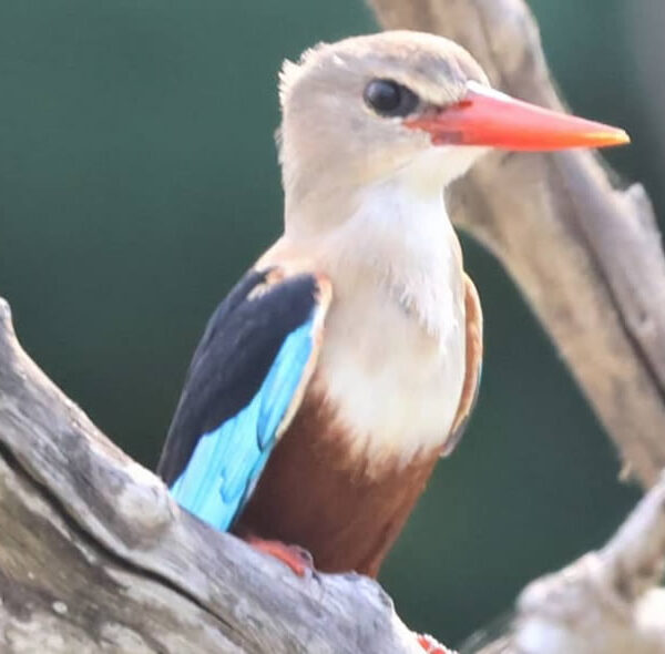 Grey Headed Kingfisher