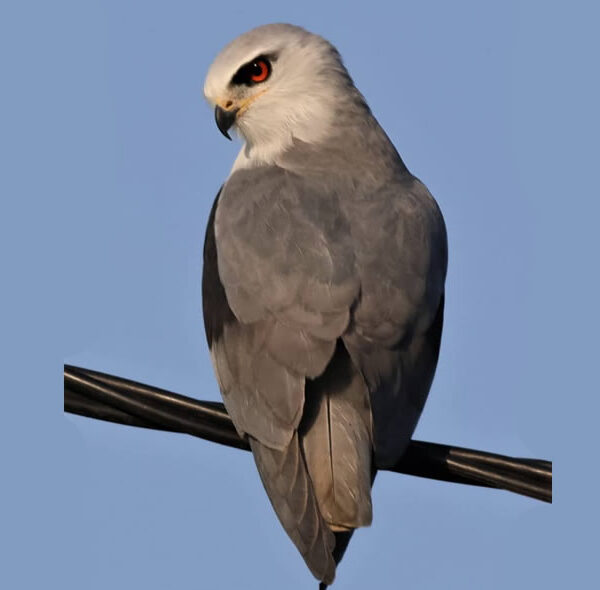 Black Winged Kite