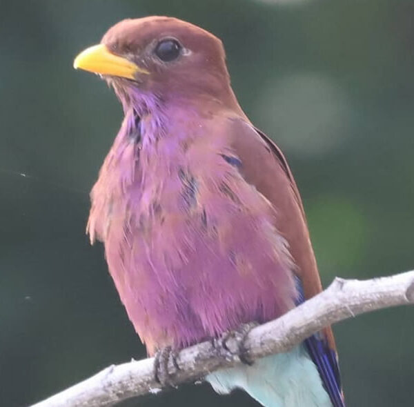 Broad Billed Roller