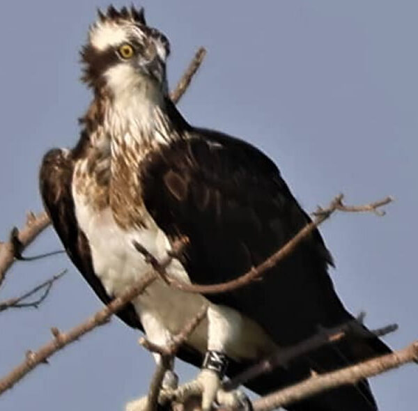 Osprey