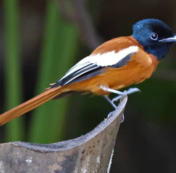 Red Bellied Paradise Fly-Catcher