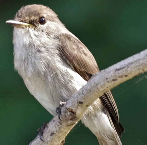 Swamp Fly-Catcher