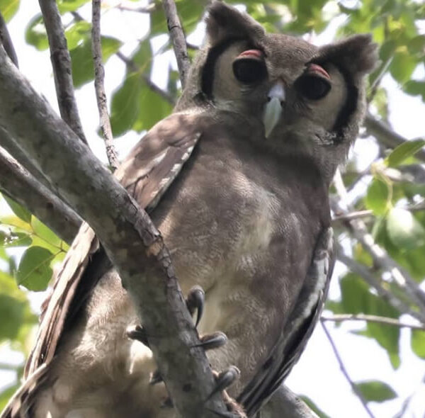 Verreaux's Eagle Owl