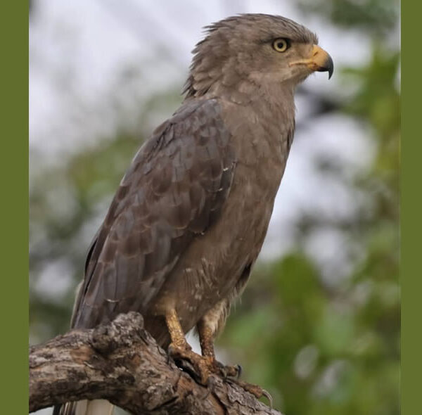 Western Banded Snake-Eagle