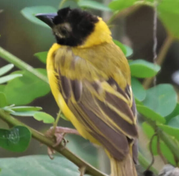 Yellow Backed Weaver