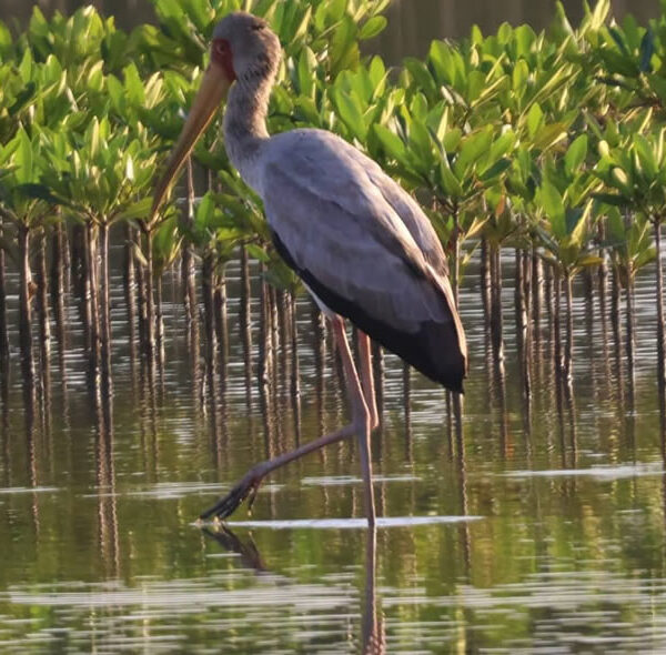 Yellow Billed Stock