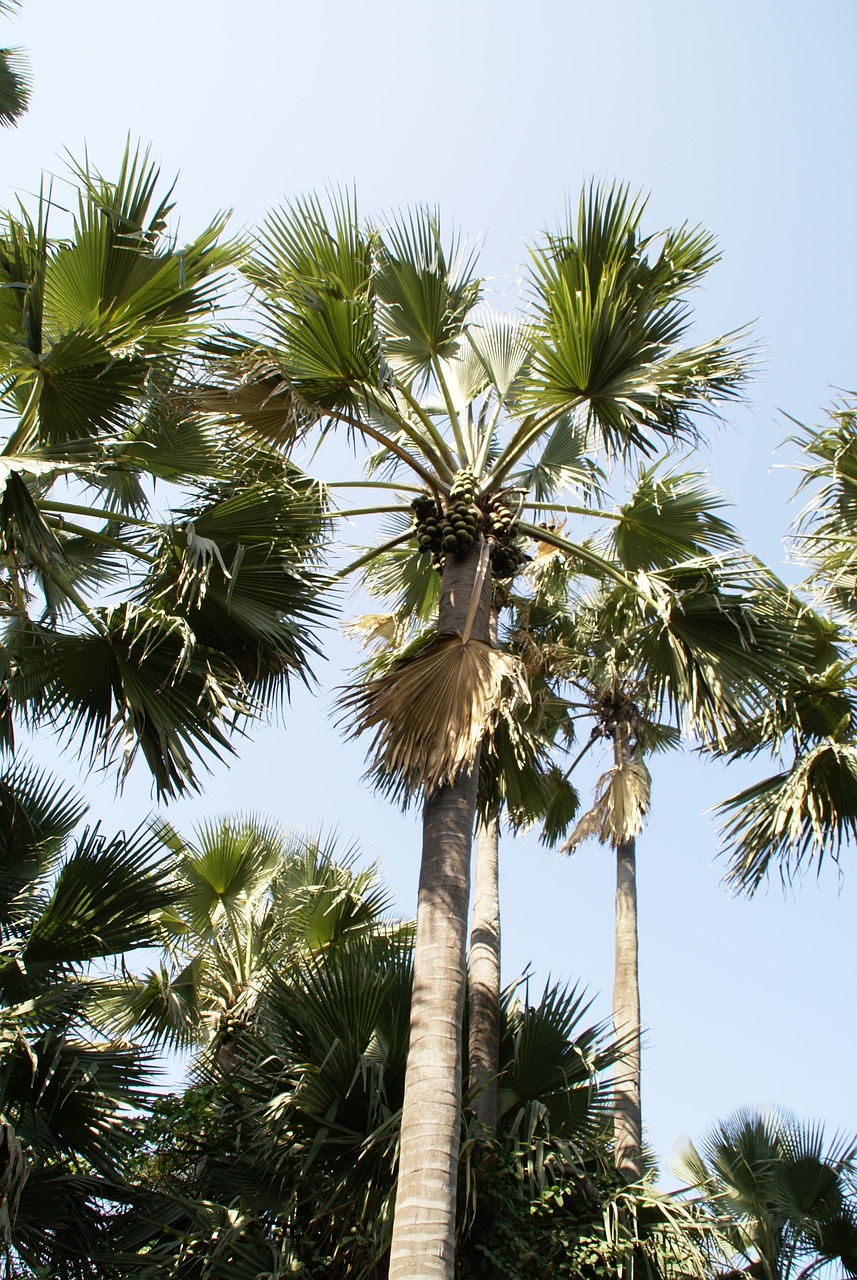 Palm Forest